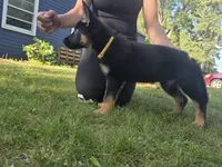 Pixxie, a female German Shepherd Dog for sale in Ladysmith, WI – 4 of 5