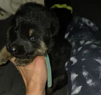 Male 1, a male German Shepherd Dog for sale in Cadott, WI – 1 of 2