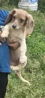 Minnie Mouse, a female Miniature Dachshund for sale in Ladysmith, WI – 3 of 4