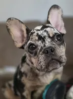 Antler, a male French Bulldog for sale in Cadott, WI – Photo 4 of 4