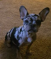 Antler, a male French Bulldog for sale in Cadott, WI – Photo 1 of 4