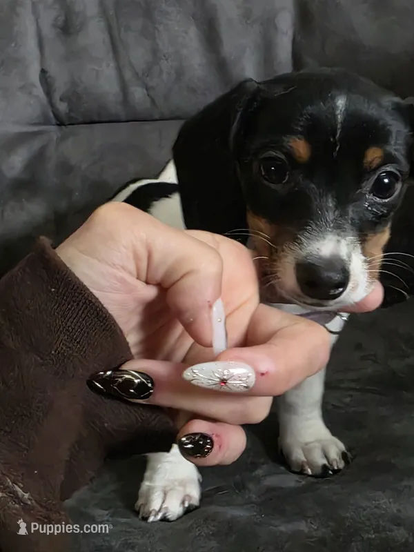 Female  – Dachshund puppy for sale in Cadott, WI