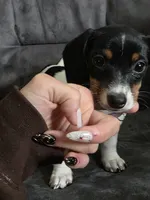 Female , a female Dachshund for sale in Cadott, WI – 1 of 4