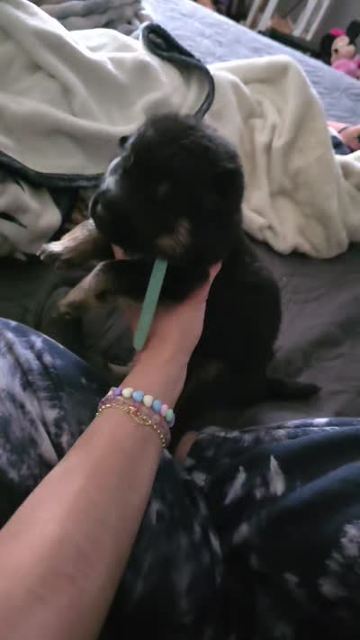 Male 1, a male German Shepherd Dog for sale in Cadott, WI – 2 of 2