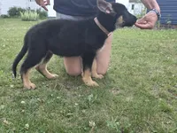 Lilo, a female German Shepherd Dog for sale in Ladysmith, WI – 2 of 7