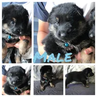 River, a male German Shepherd Dog for sale in Ladysmith, WI – 4 of 5