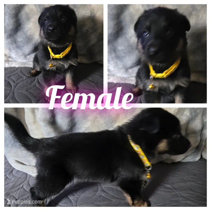 Female  – German Shepherd Dog puppy for sale in Ladysmith, WI