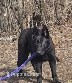 Black diamond, a female German Shepherd Dog for sale in Cadott, WI – Photo 1 of 5
