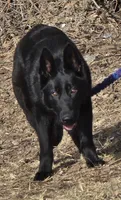 Black diamond, a female German Shepherd Dog for sale in Cadott, WI – Photo 5 of 5
