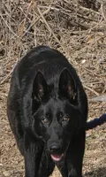 Black diamond, a female German Shepherd Dog for sale in Cadott, WI – Photo 3 of 5
