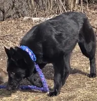 Black diamond, a female German Shepherd Dog for sale in Cadott, WI – Photo 4 of 5