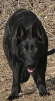 Black diamond, a female German Shepherd Dog for sale in Cadott, WI – Photo 2 of 5