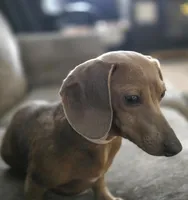 Jeanie, a female Dachshund for sale in Cadott, WI – Photo 2 of 2