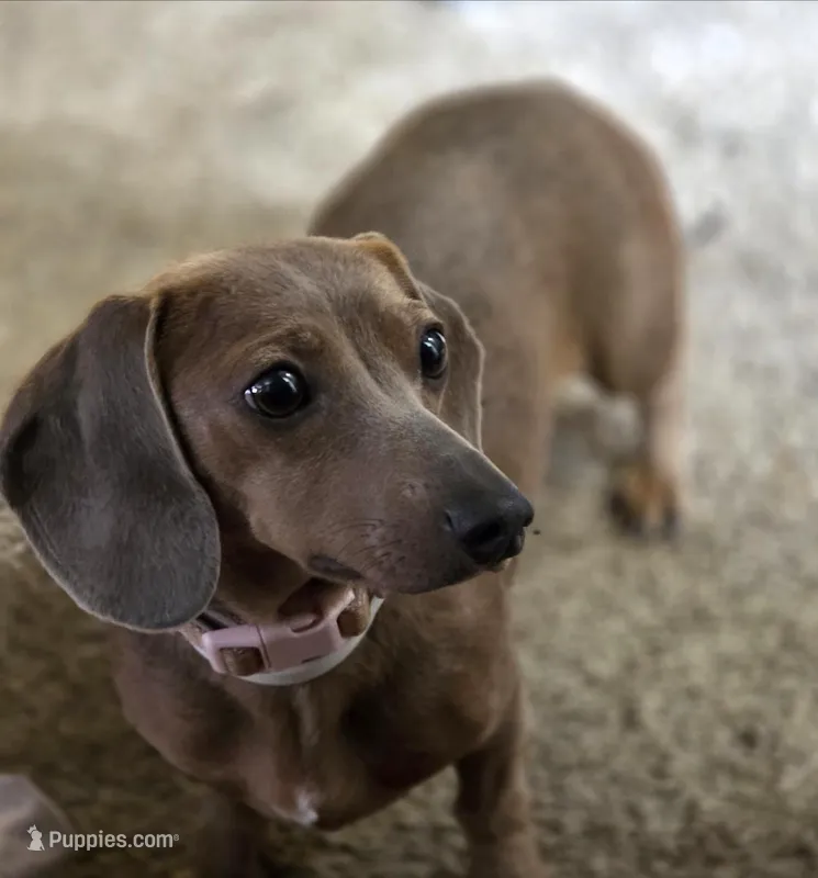 Jeanie – Dachshund puppy for sale in Cadott, WI