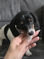 Female , a female Dachshund for sale in Cadott, WI – 2 of 4