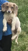 Minnie Mouse, a female Miniature Dachshund for sale in Ladysmith, WI – 2 of 4