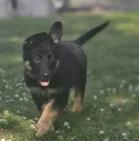 Pixxie, a female German Shepherd Dog for sale in Ladysmith, WI – 2 of 5