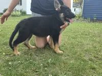 Lilo, a female German Shepherd Dog for sale in Ladysmith, WI – 6 of 7