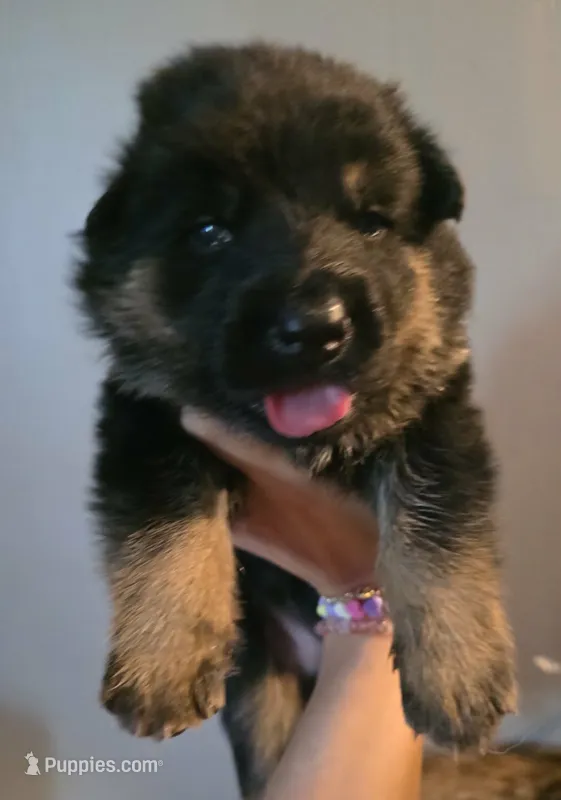 Female  – German Shepherd Dog puppy for sale in Cadott, WI