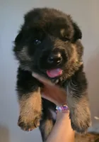 Female , a female German Shepherd Dog for sale in Cadott, WI – 1 of 1
