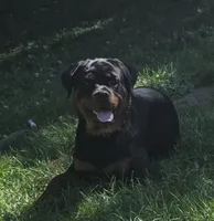 Male Perra, a female Rottweiler for sale in Ladysmith, WI – 4 of 6