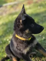 Pixxie, a female German Shepherd Dog for sale in Ladysmith, WI – 5 of 5