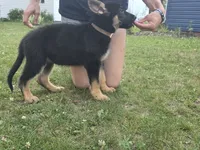 Lilo, a female German Shepherd Dog for sale in Ladysmith, WI – 3 of 7