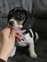 Female , a female Dachshund for sale in Cadott, WI – 4 of 4