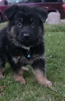 Bones, a male German Shepherd Dog for sale in Ladysmith, WI – 3 of 4