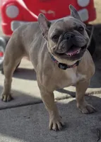 Azarrah, a female French Bulldog for sale in Cadott, WI – 7 of 7