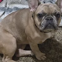 Azarrah, a female French Bulldog for sale in Cadott, WI – Photo 1 of 5