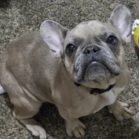 Azarrah, a female French Bulldog for sale in Cadott, WI – Photo 4 of 5