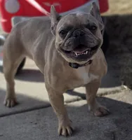 Azarrah, a female French Bulldog for sale in Cadott, WI – 6 of 7
