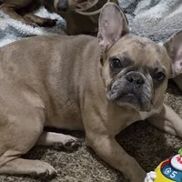 Azarrah, a female French Bulldog for sale in Cadott, WI – Photo 5 of 5