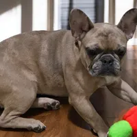 Azarrah, a female French Bulldog for sale in Cadott, WI – Photo 2 of 5