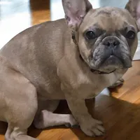 Azarrah, a female French Bulldog for sale in Cadott, WI – Photo 3 of 5