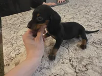 Male, a male Dachshund for sale in Cadott, WI – Photo 2 of 2