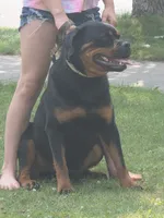 Xena, a female Rottweiler for sale in Ladysmith, WI – 2 of 6