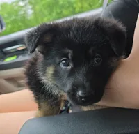 River, a male German Shepherd Dog for sale in Ladysmith, WI – 3 of 5