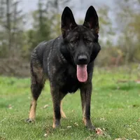 Ivy, a female German Shepherd Dog for sale in Cadott, WI – Photo 1 of 3