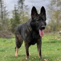 Ivy, a female German Shepherd Dog for sale in Cadott, WI – Photo 2 of 3