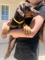 Margie , a female Doberman Pinscher for sale in Oxnard, CA – Photo 8 of 9