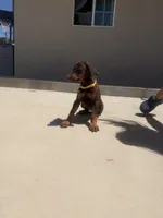 Margie , a female Doberman Pinscher for sale in Oxnard, CA – Photo 9 of 9