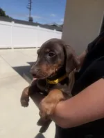 Margie , a female Doberman Pinscher for sale in Oxnard, CA – Photo 7 of 9