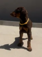 Margie , a female Doberman Pinscher for sale in Oxnard, CA – Photo 6 of 9