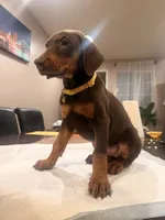 Margie , a female Doberman Pinscher for sale in Oxnard, CA – Photo 4 of 9