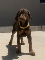 Margie , a female Doberman Pinscher for sale in Oxnard, CA – Photo 1 of 9