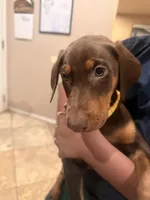 Margie , a female Doberman Pinscher for sale in Oxnard, CA – Photo 3 of 9