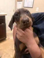 Margie , a female Doberman Pinscher for sale in Oxnard, CA – Photo 2 of 9