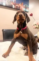 Pinky , a female Doberman Pinscher for sale in Oxnard, CA – Photo 2 of 8